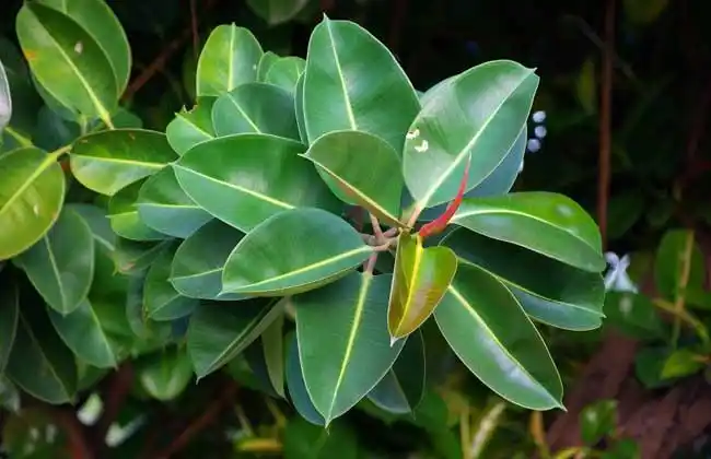 橡皮树叶子下垂怎么办?