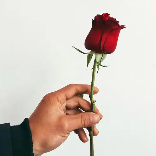 一个人的手拿着一朵红色玫瑰花图片下载