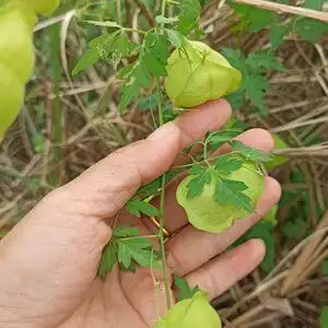 新鲜倒地铃 野生三角泡中草药三角藤 假苦瓜带藤苦楝风船葛 500克