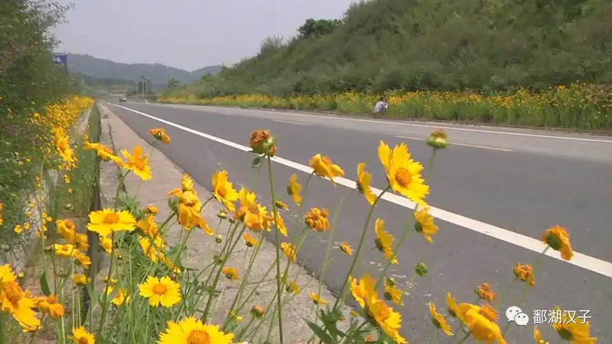 路边开满了小花这条公路美美哒