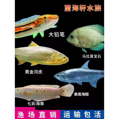 七彩海象鱼铅笔鱼泰庞海莲马拉莫宝石黄金河虎鱼大型观赏鱼活体