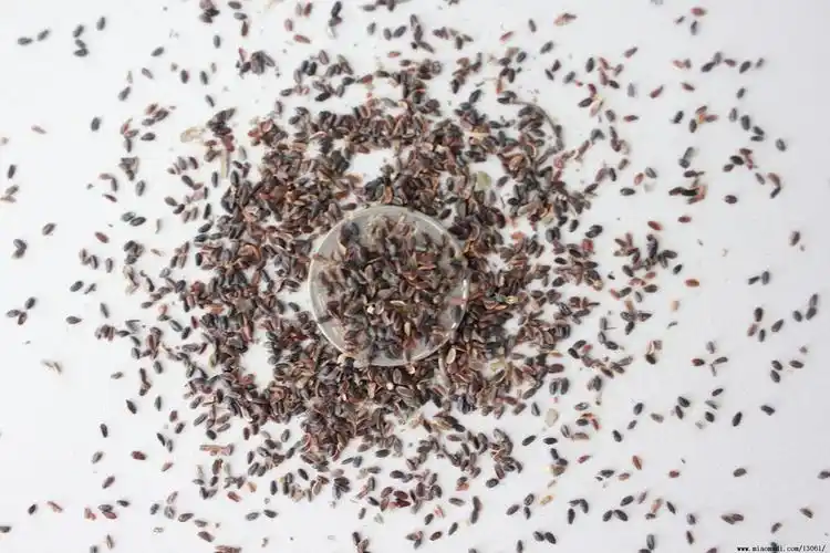 高纯桔梗种子 优质桔梗种子 一等桔梗种子 桔梗种子 货到付款