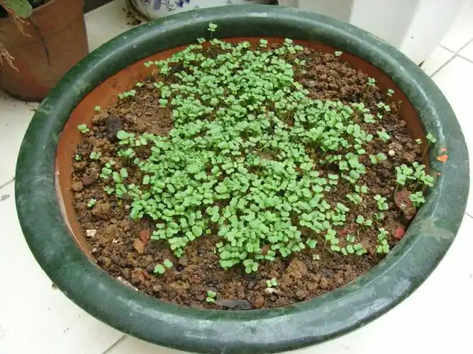 冬日的菜园(3日pp更新)