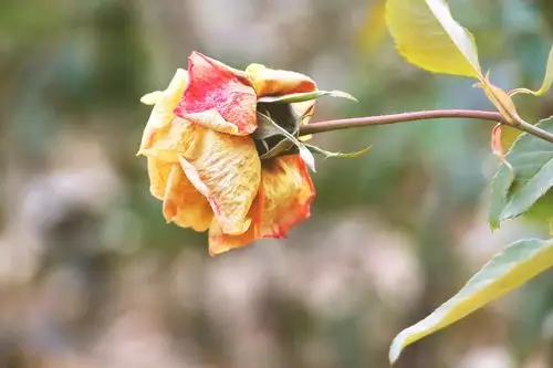 枯萎的月季花【首发】