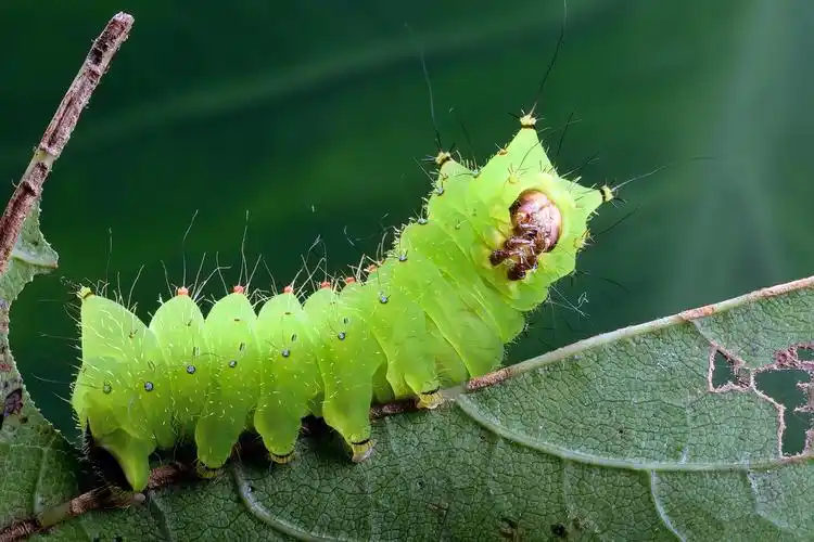 绿尾大蚕蛾宝宝
