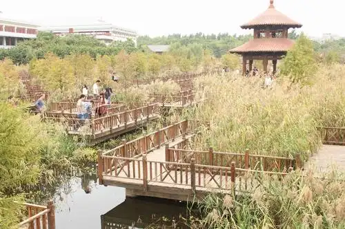 五缘湾湿地公园迷宫木栈道,风景如画