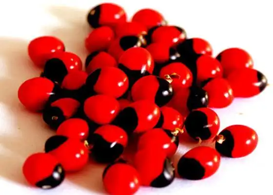 鸡母珠又名相思豆,美人豆,亦被称作红豆,是豆科相思子属的一种有毒