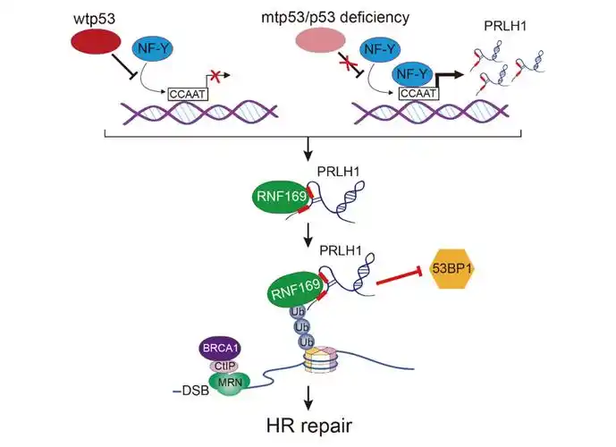 图为ltr-lncrna转录调节和功能机制的模型图