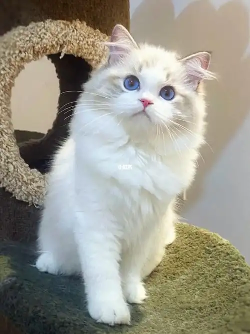 尴尬期依旧颜值在线蓝山双布偶猫