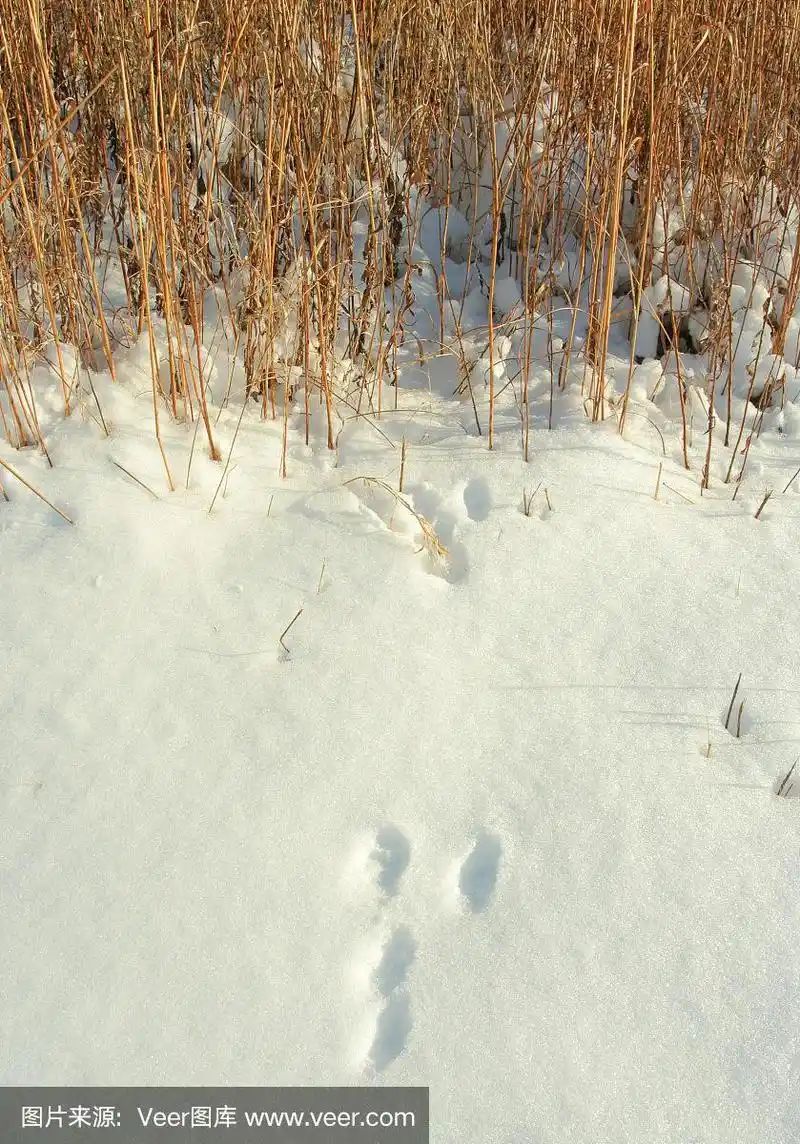 兔子在雪地上的足迹