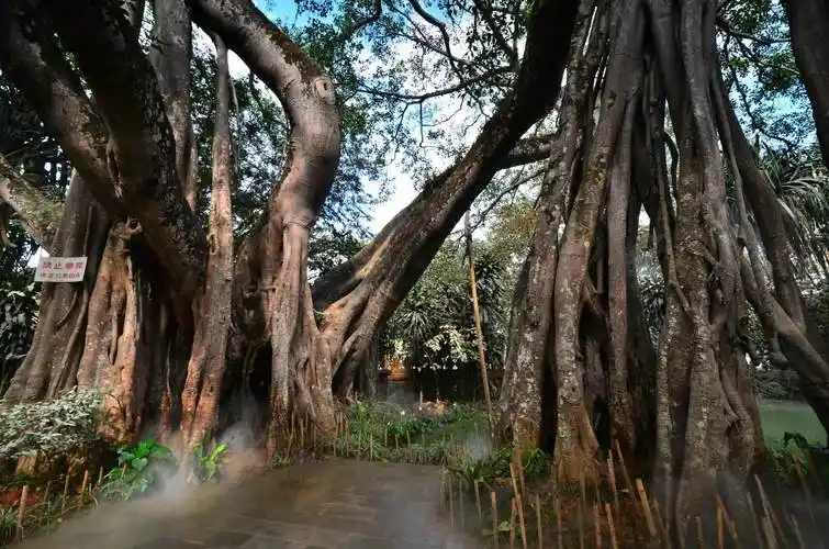 西双版纳独树成林景区介绍-黄河票务网