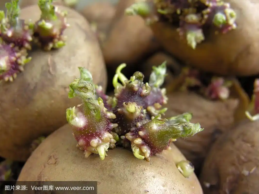 发芽土豆的特写
