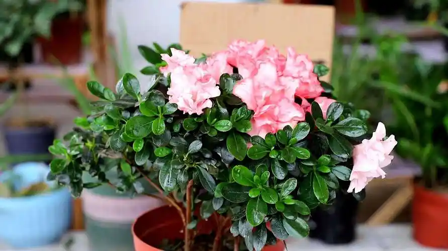 杜鹃花养殖注意事项 1杜鹃花的根须像头发丝一样细,粗的主根很少,它既