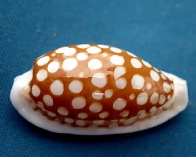 花鹿宝螺,cypraea cribraria_网纹花鹿宝螺_海富瑜