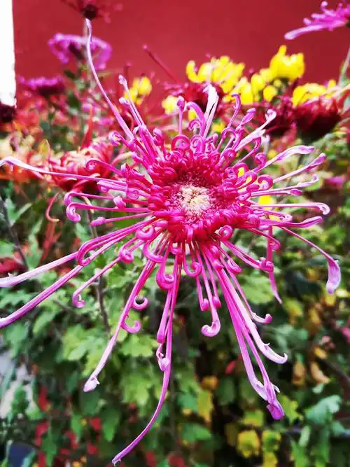 每日欣赏|视频:这些五颜六色姿态各异的菊花