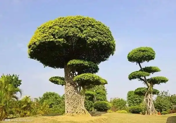 庭院景观常用主景树合集