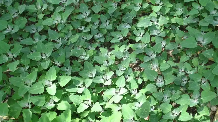 农村庄稼地里的喂猪草,城里人吃不到