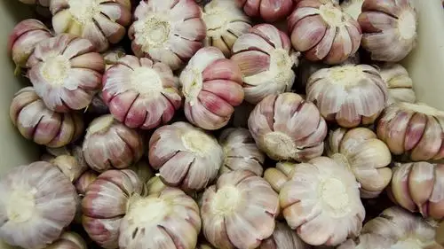 辛辣的大蒜图片第3张