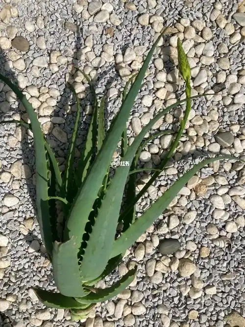 镇宅之宝木立芦荟