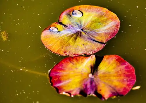 襄都湖公园嫩荷叶掠影