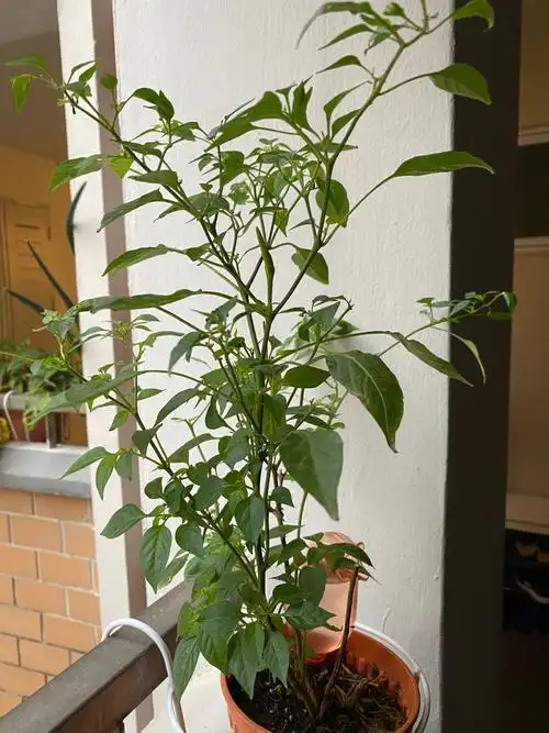 🌶️辣椒树,这是要开花了?还是长辣椒了?