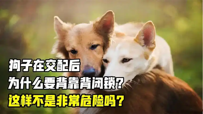 狗子在交配后,为什么要背靠背闭锁?这样不是非常危险吗?