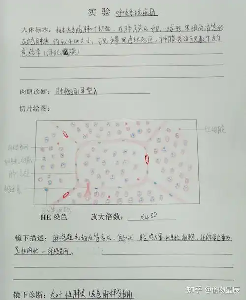 病理学实验报告(红蓝铅笔图)