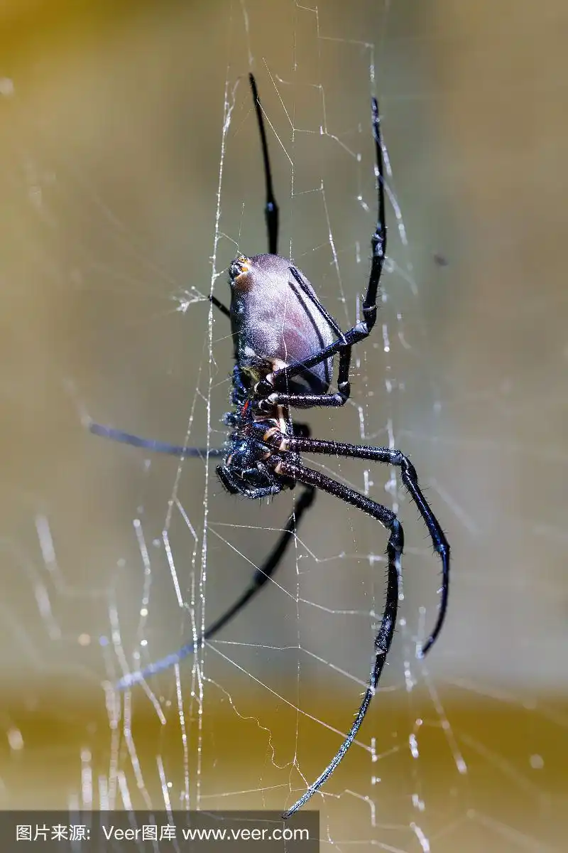 马达加斯加白蜘蛛