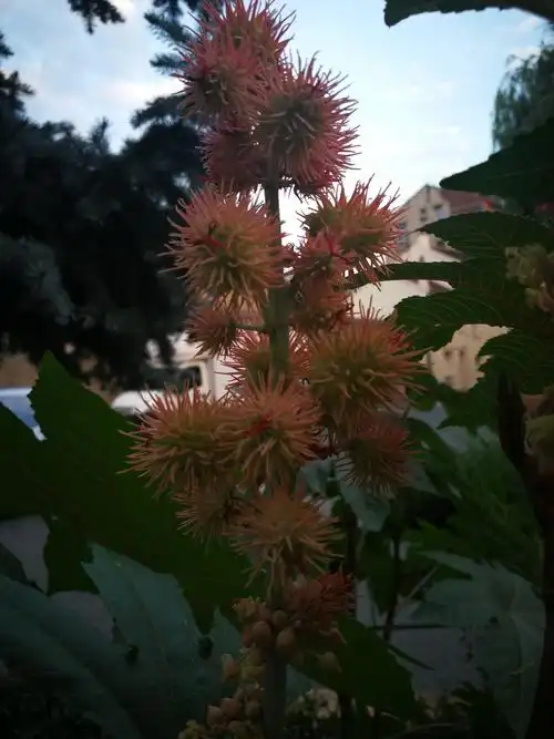 这花漂亮吧～不过它就是蓖麻花～也叫大麻子,每年5～8月份花期(7.