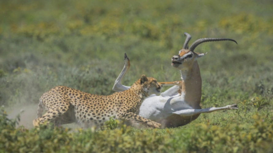 猎豹捕杀大羚羊反遭羚羊尖角刺死痛不欲生