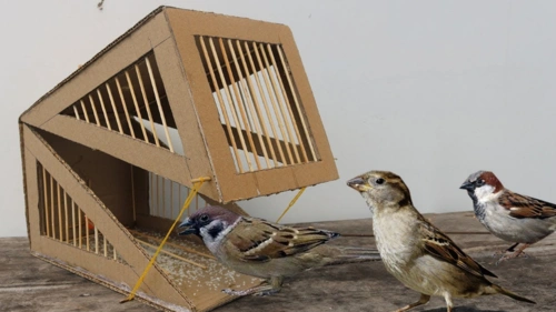 乡村牛人户外捕猎,用家中纸板搭建创意捕鸟陷阱,鸟儿乖乖上当了