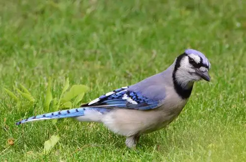 院子里的蓝冠鸟