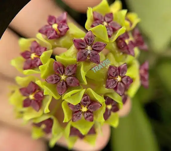 有深紫色花心搭配上翠绿的花瓣超强的视觉冲击是让无数球兰友入坑的