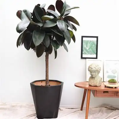 办公室客厅大型盆栽 橡皮树盆栽 黑金刚大盆栽新房除甲醛净化空气