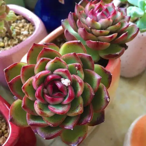 宝丽安娜多肉满包邮 群生 控养全状态 多肉植物一物一拍 宝莉安娜