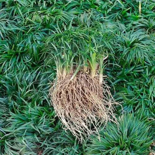 日本矮麦冬草耐寒庭院园林绿化草坪金边麦冬草玉龙草细叶麦冬