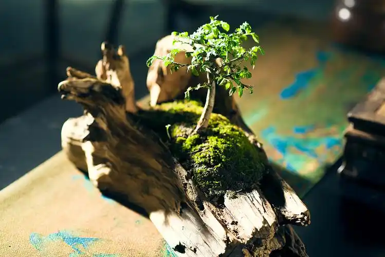 枯木做盆 种植榆树当盆景放室内养着桌子上当绿植摆件