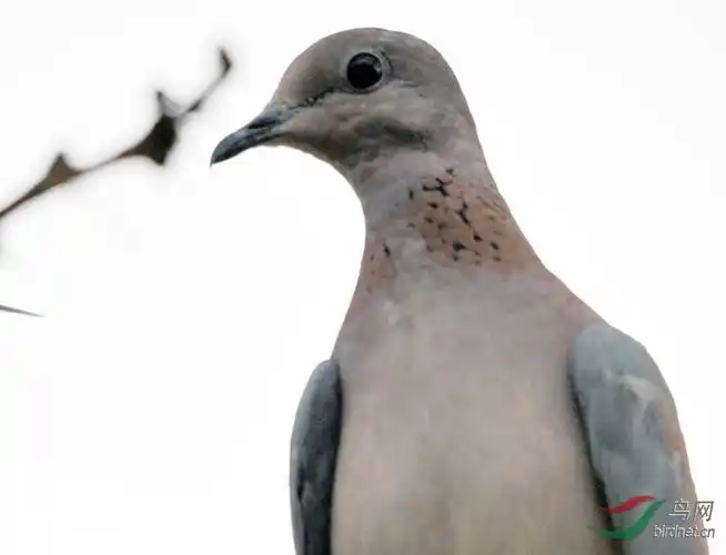 非洲鸟类知识红眼斑鸠