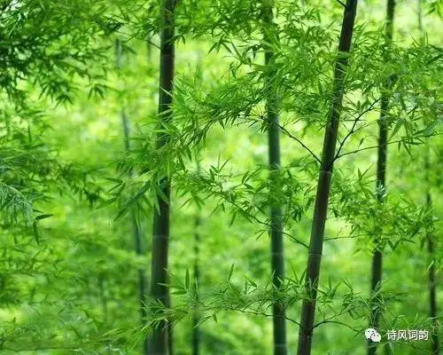 宁可食无肉,不可居无竹.古诗词里的竹子,韵味悠长,翰墨飘香
