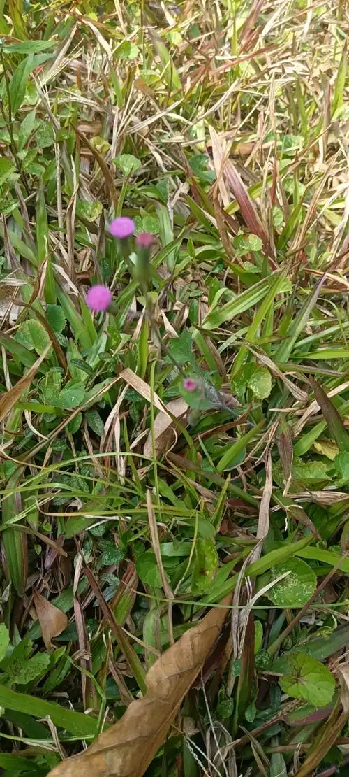 小一点红 - 草药植物大辞典-中医宝典-中医草药手册-养生健康