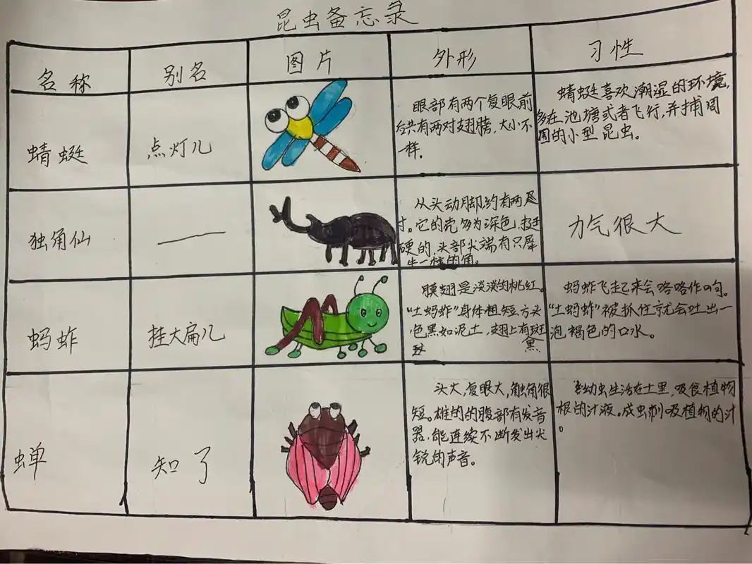 金盘路小学昆虫备忘录