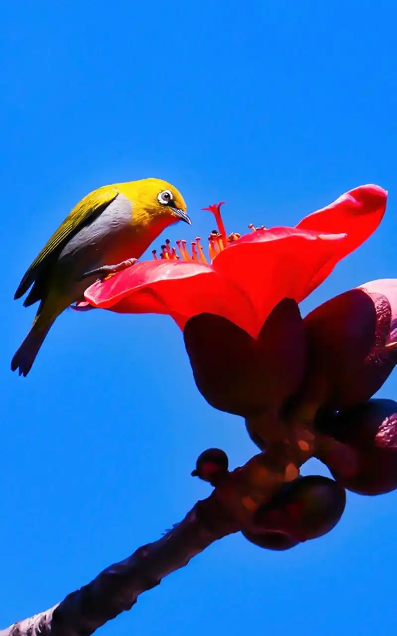 摄影师镜头下神韵.攀枝花又称木棉树,每年1-3月先开花 ,后 - 抖音