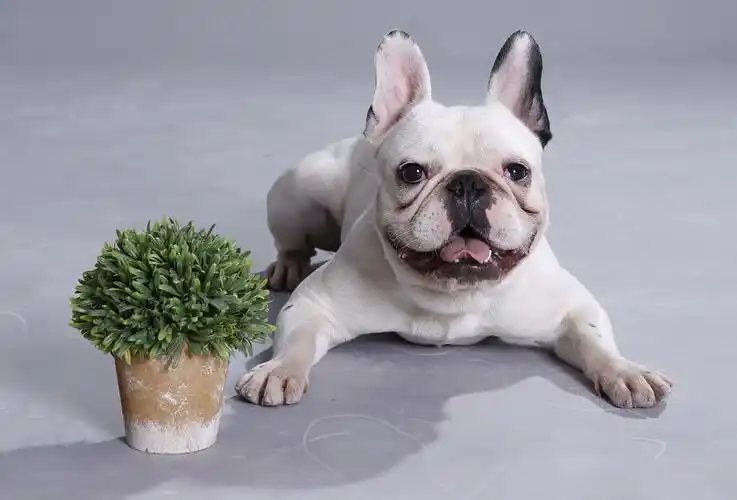 看过来萌宠界法斗的健康秘诀