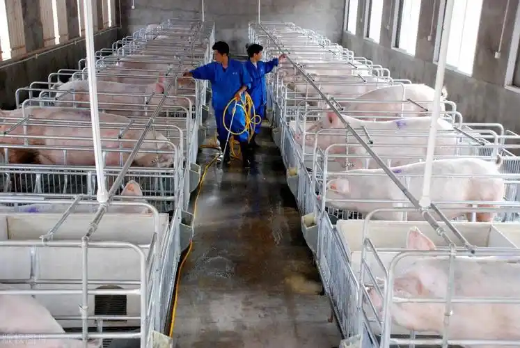 养猪大棚建设多少钱(大棚养猪可行吗)