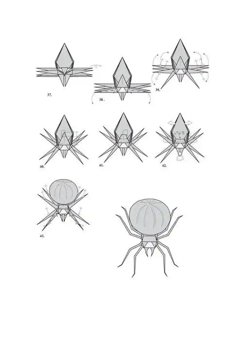 折纸科普系列胆小勿入折纸图解黑寡妇蜘蛛