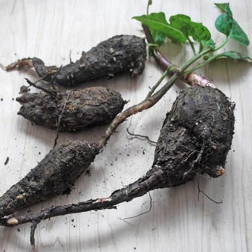 虎钢馋2斤贵州野生入地老鼠根新鲜材钻地茉莉花根紫花煲汤1000克