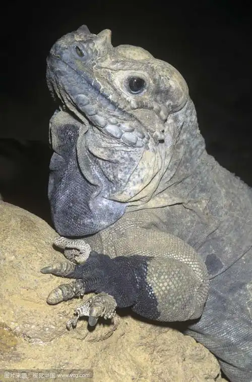 第三位:阿根廷黑白泰加