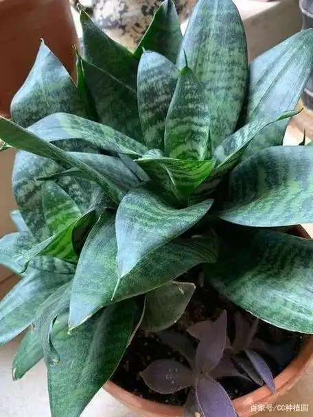 为什么虎皮兰不容易养,养虎皮兰需要注意的事项是什么