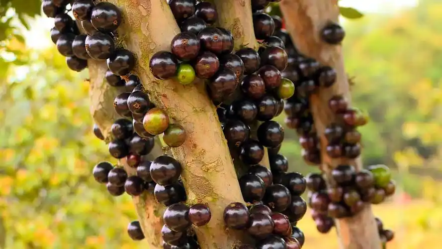 丘北这种水果土豪嘉宝果一果四味令人一偿难忘
