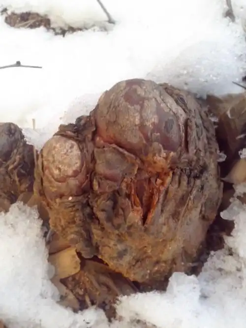 问世间此为何物? 木质 松香味 就这种木质疙瘩谁知道是是什么东西?